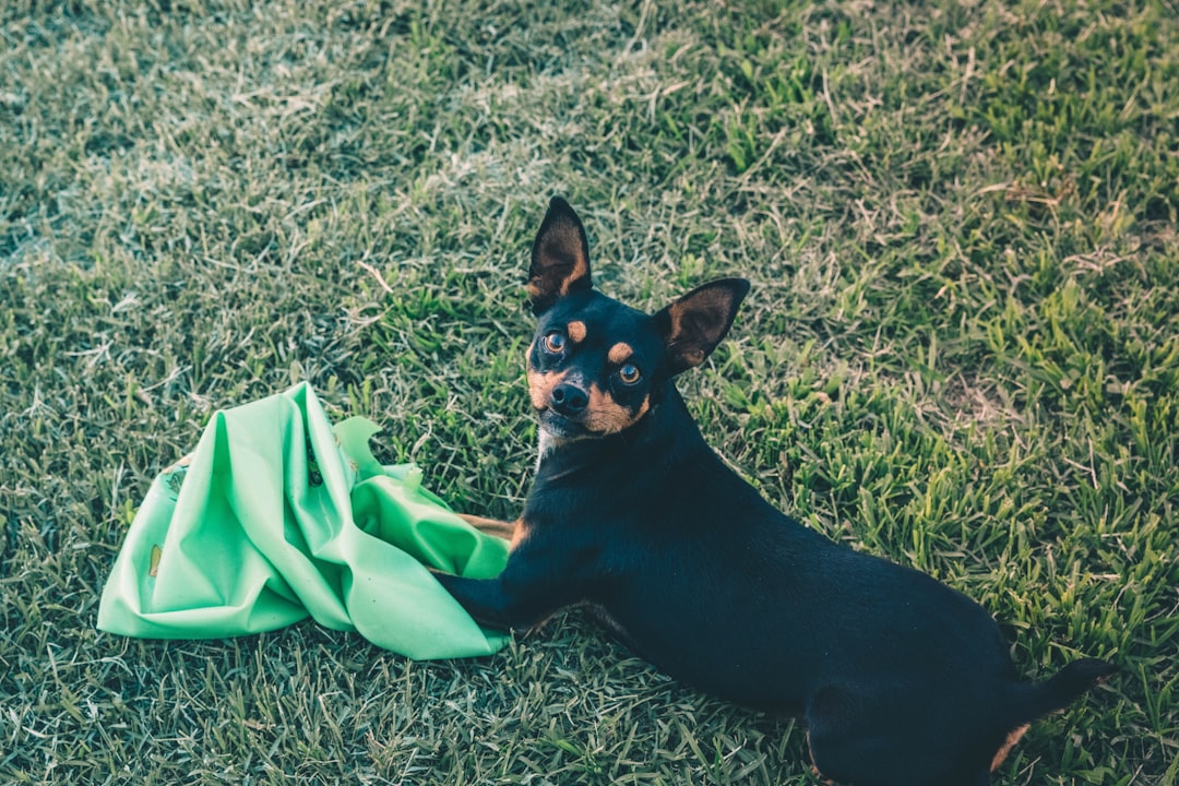 short-coated black and tan dog lying on green grass