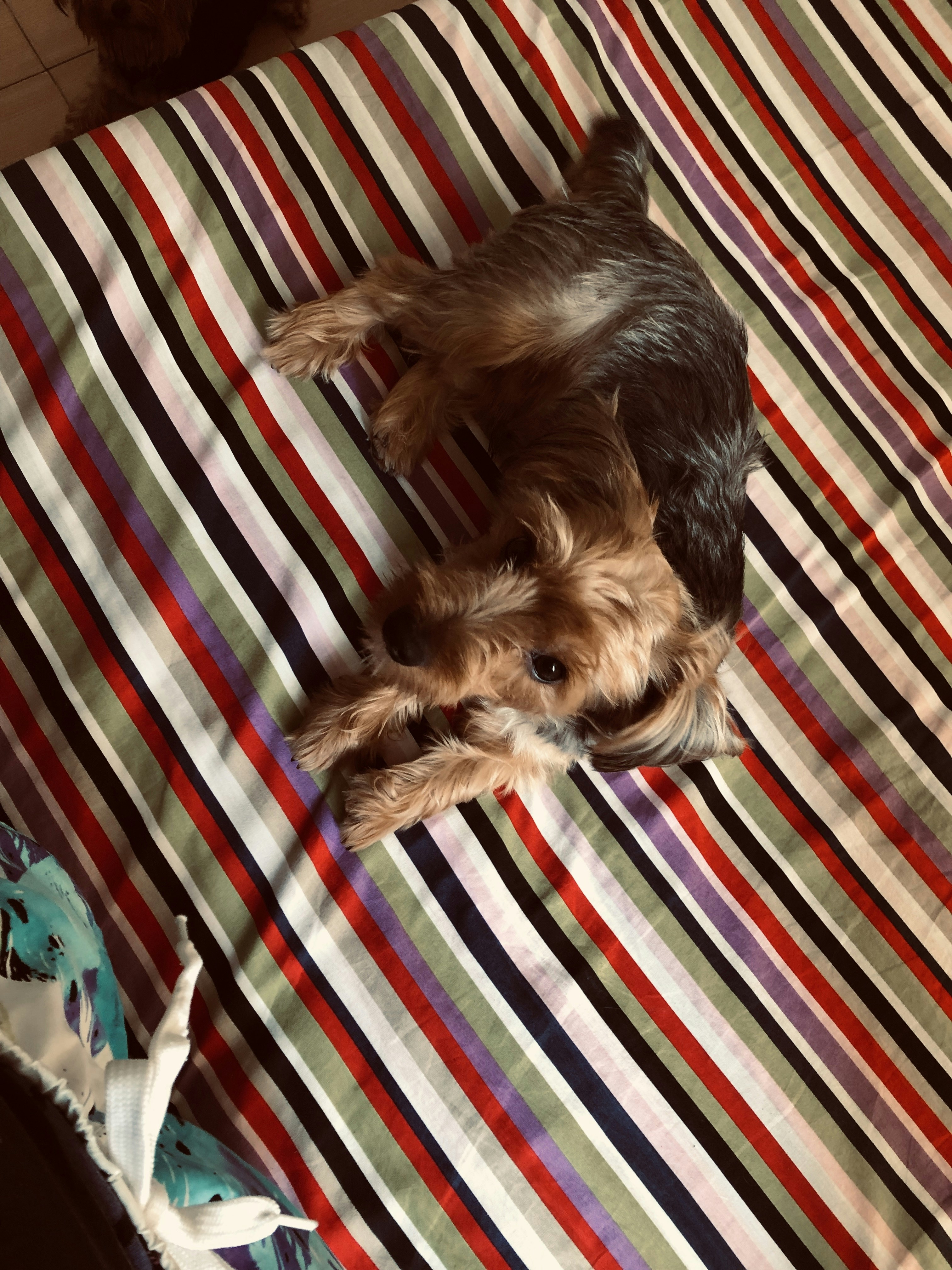 Abrigo para perritos