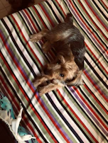 A small dog with a custom-fitted shirt, playing happily on a colorful blanket.