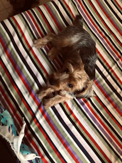 A small dog with a custom-fitted shirt, playing happily on a colorful blanket.