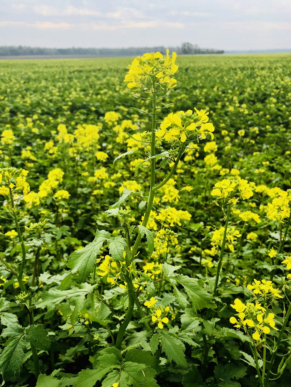 yellow clustered petaled flowers filed