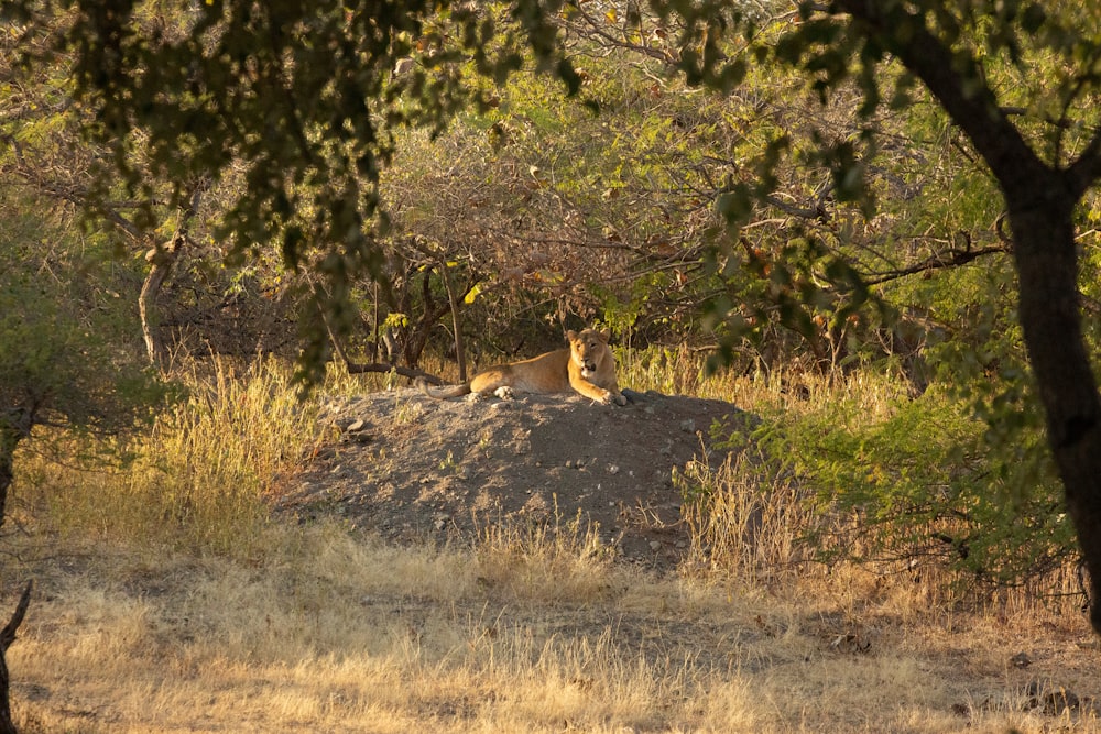 leonessa marrone sdraiata a terra durante il giorno