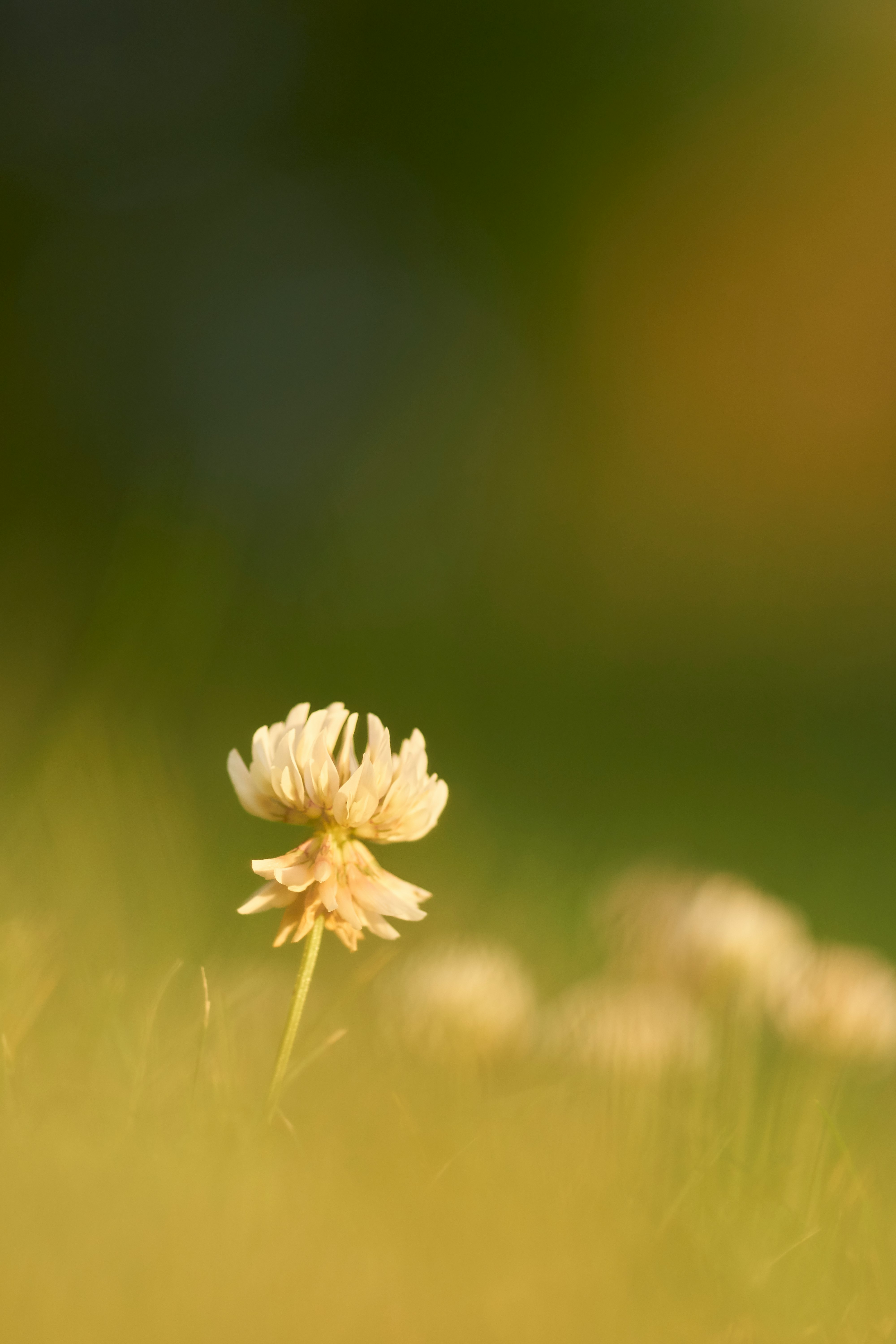 white petaled flower close-up photography