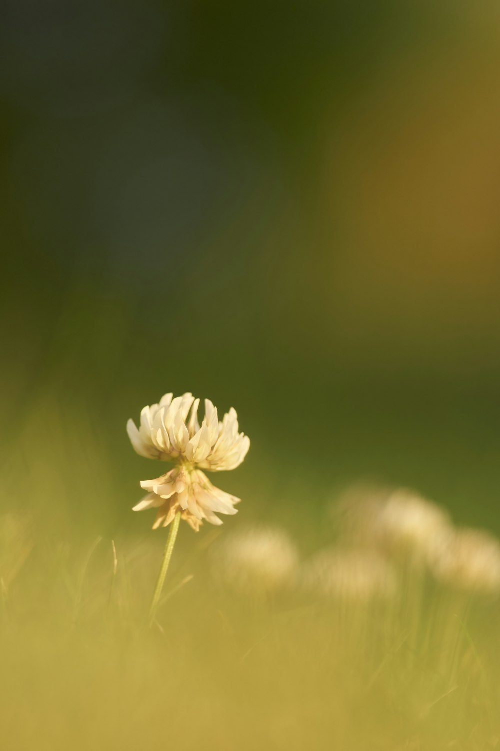 white petaled flower close-up photography