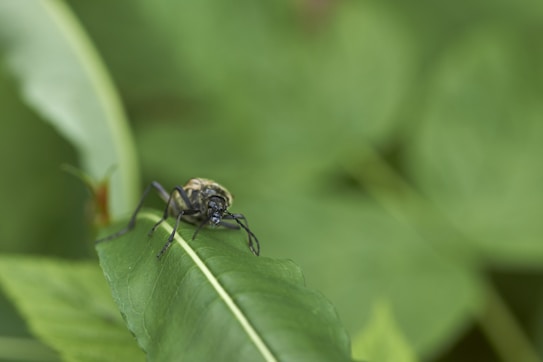A close-up macro shot of a beetle perched on a green leaf. The background consists of softly blurred foliage, highlighting the beetle's intricate details.
