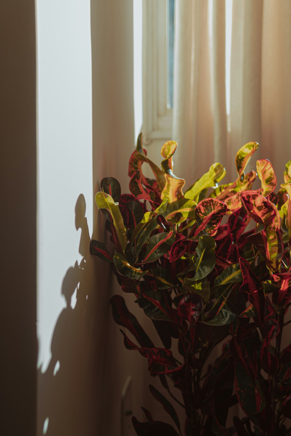 a potted plant sitting in front of a window