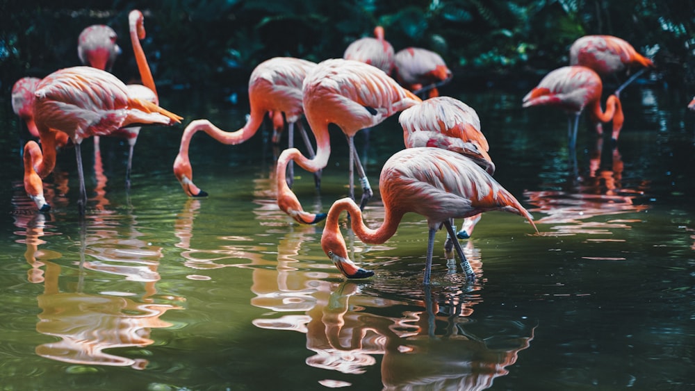 Flamencos en el cuerpo de agua durante el día