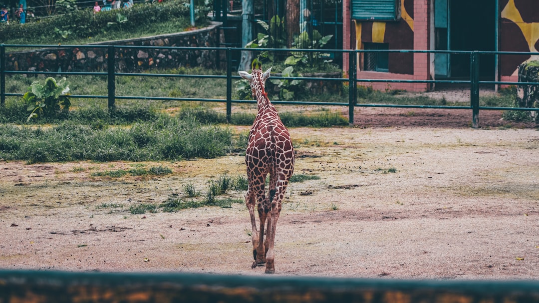 giraffe running front of black grill