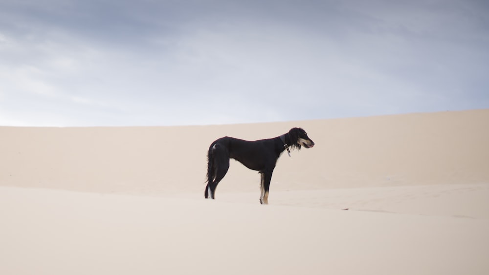 medium-sized black dog on desert
