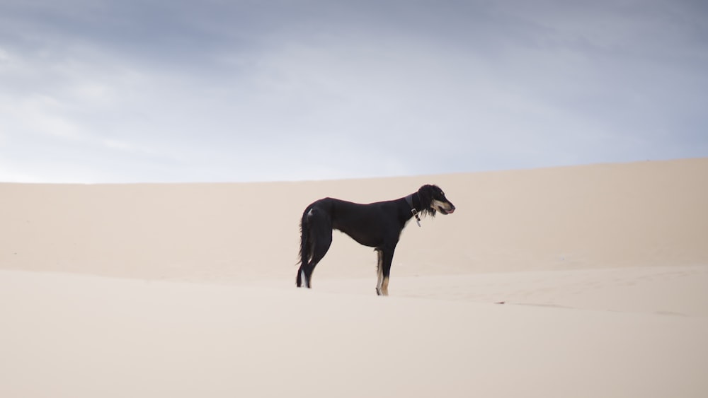 chien noir de taille moyenne dans le désert