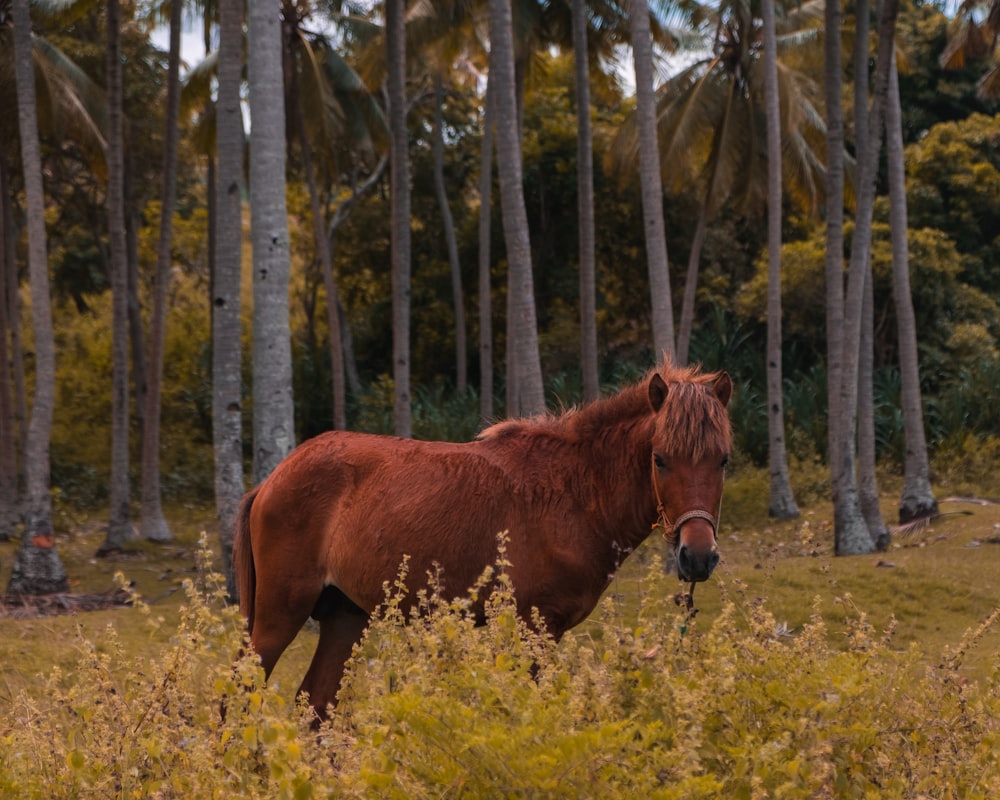 Foto mit flachem Fokus eines braunen Pferdes in der Nähe von Bäumen