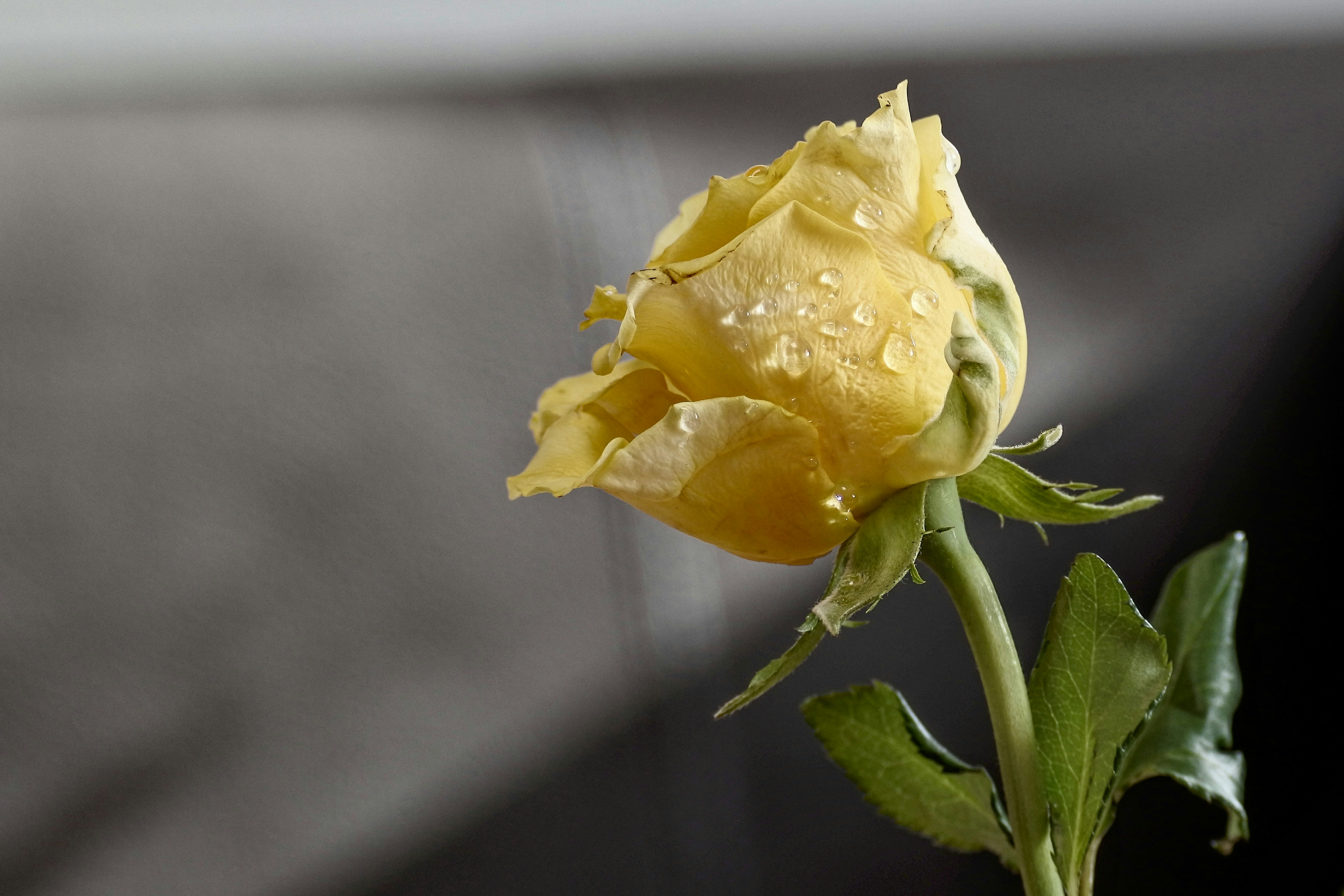 黄色いバラの花の写真 Unsplashで見つける薔薇の無料写真