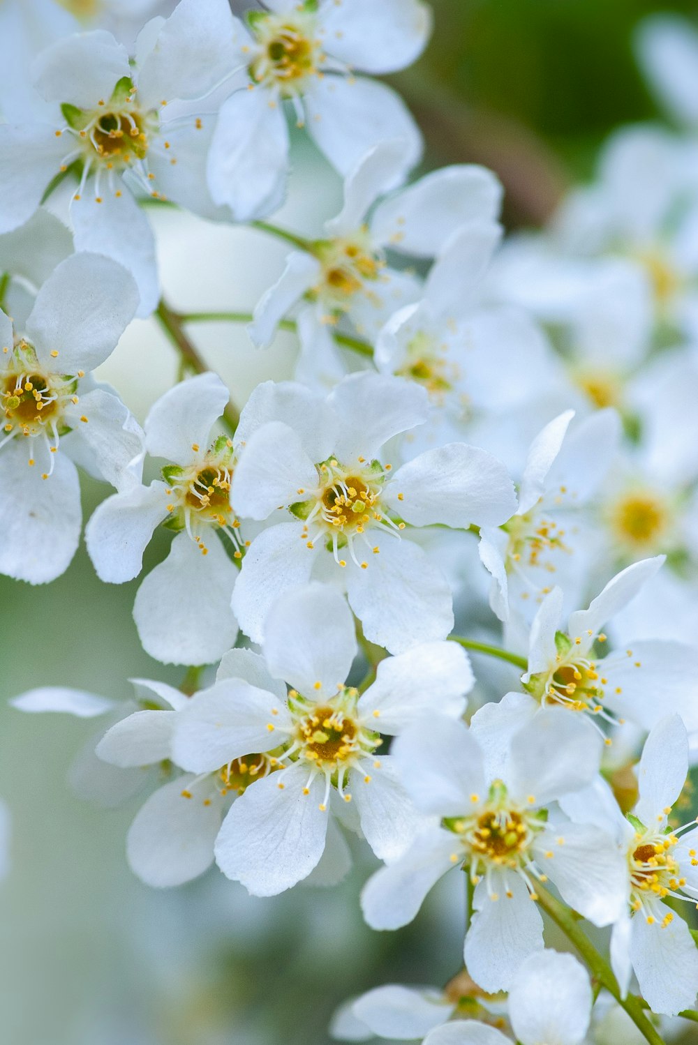 white petaled flowers