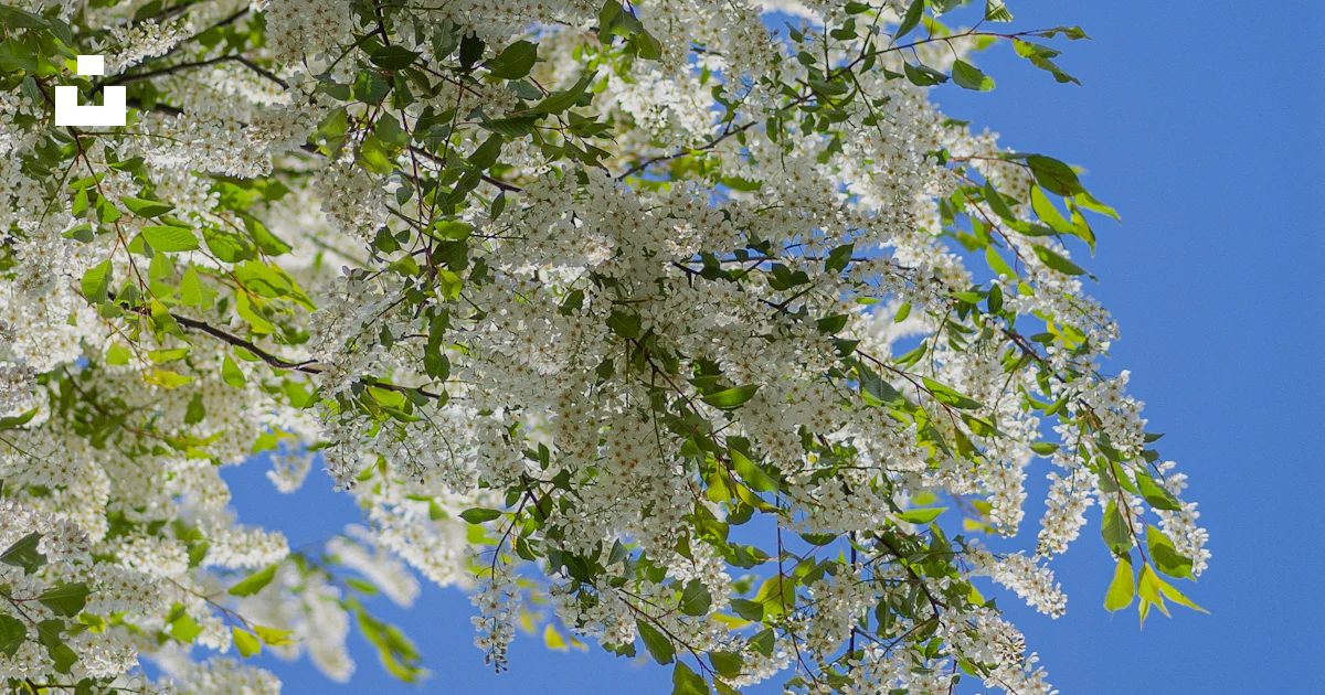 Putal Tree White petaled tree photo – Free Flowers Image on Unsplash