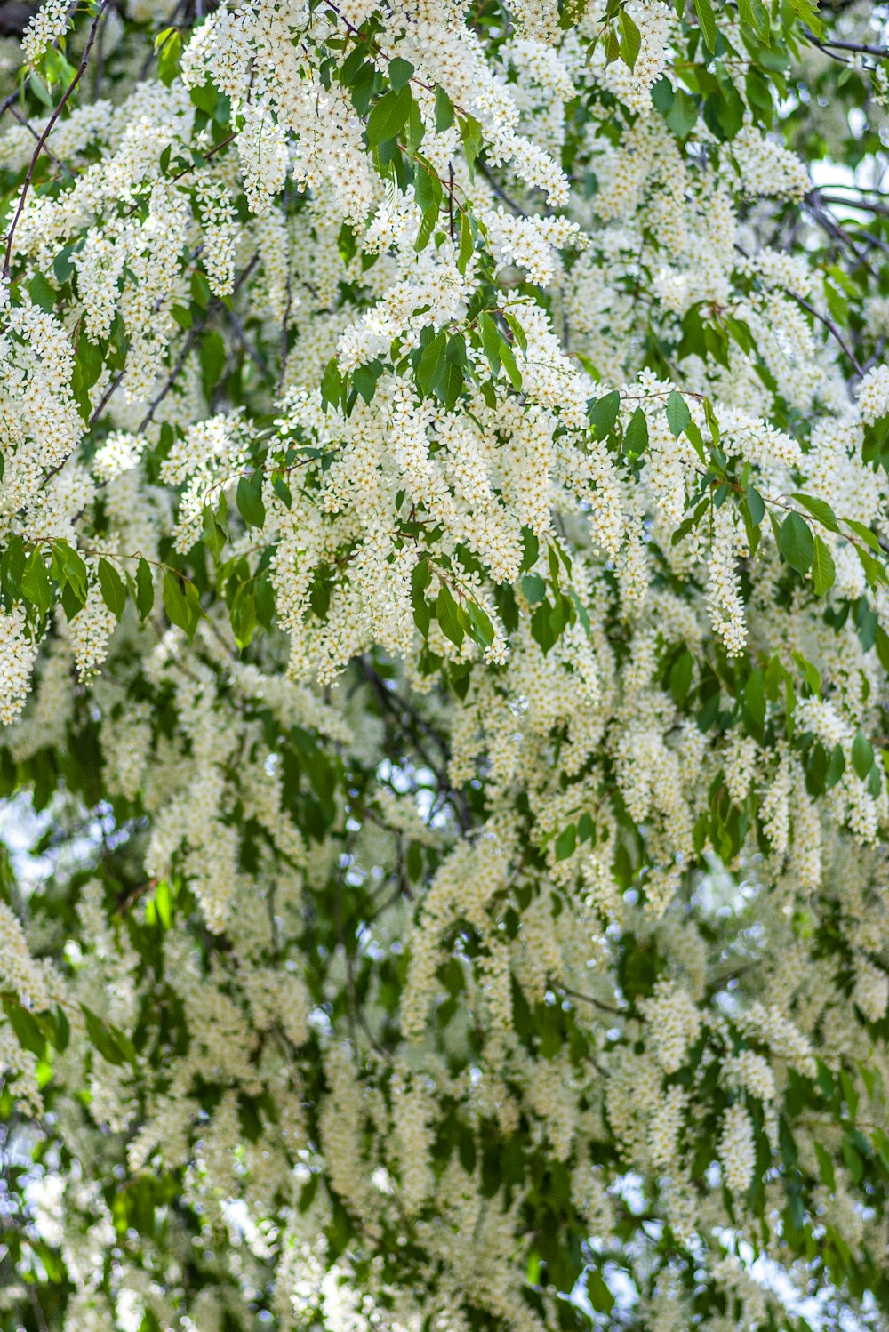 white petaled flower