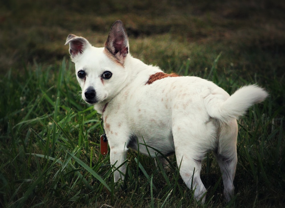 adult white dog