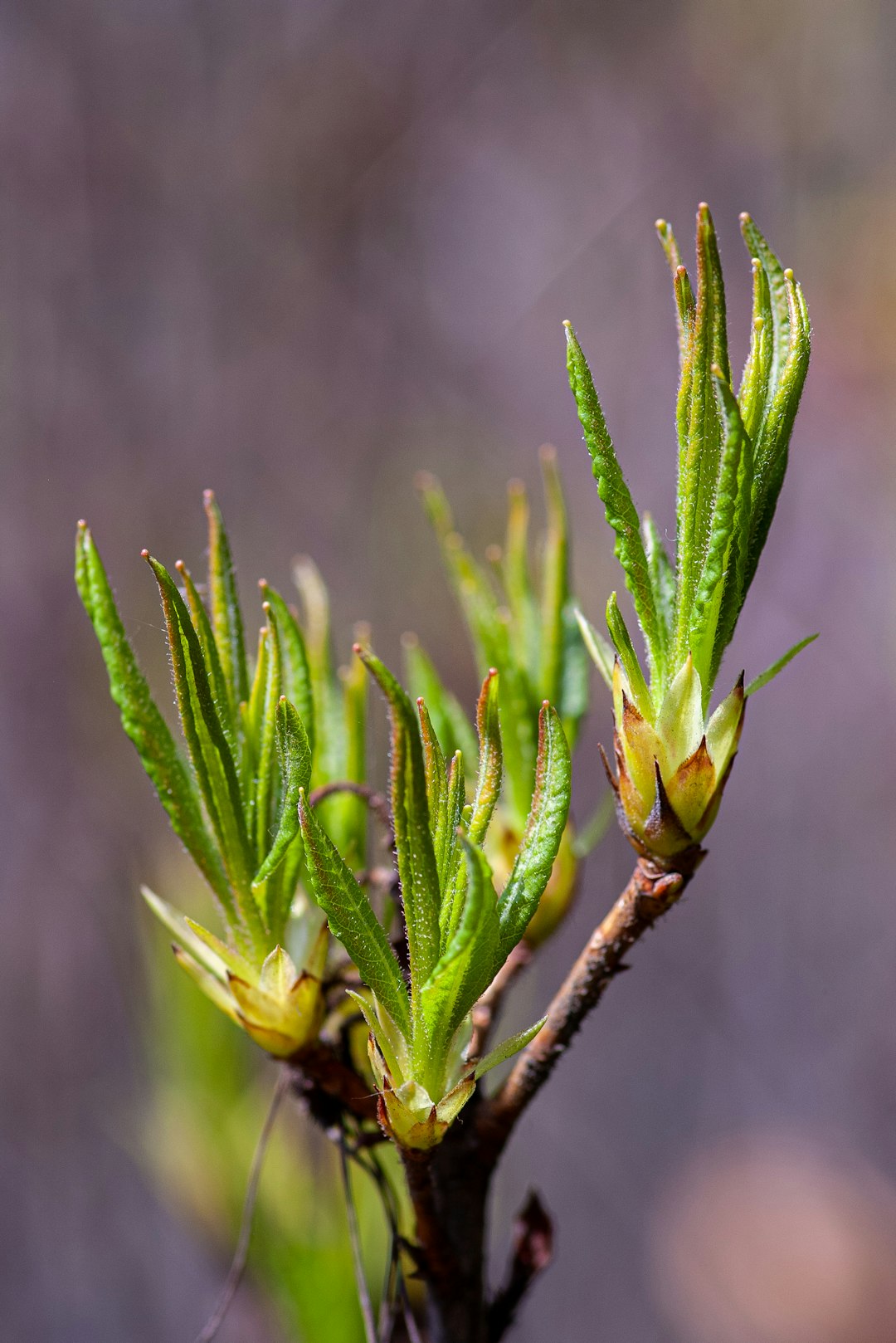 green plant in close-up photography