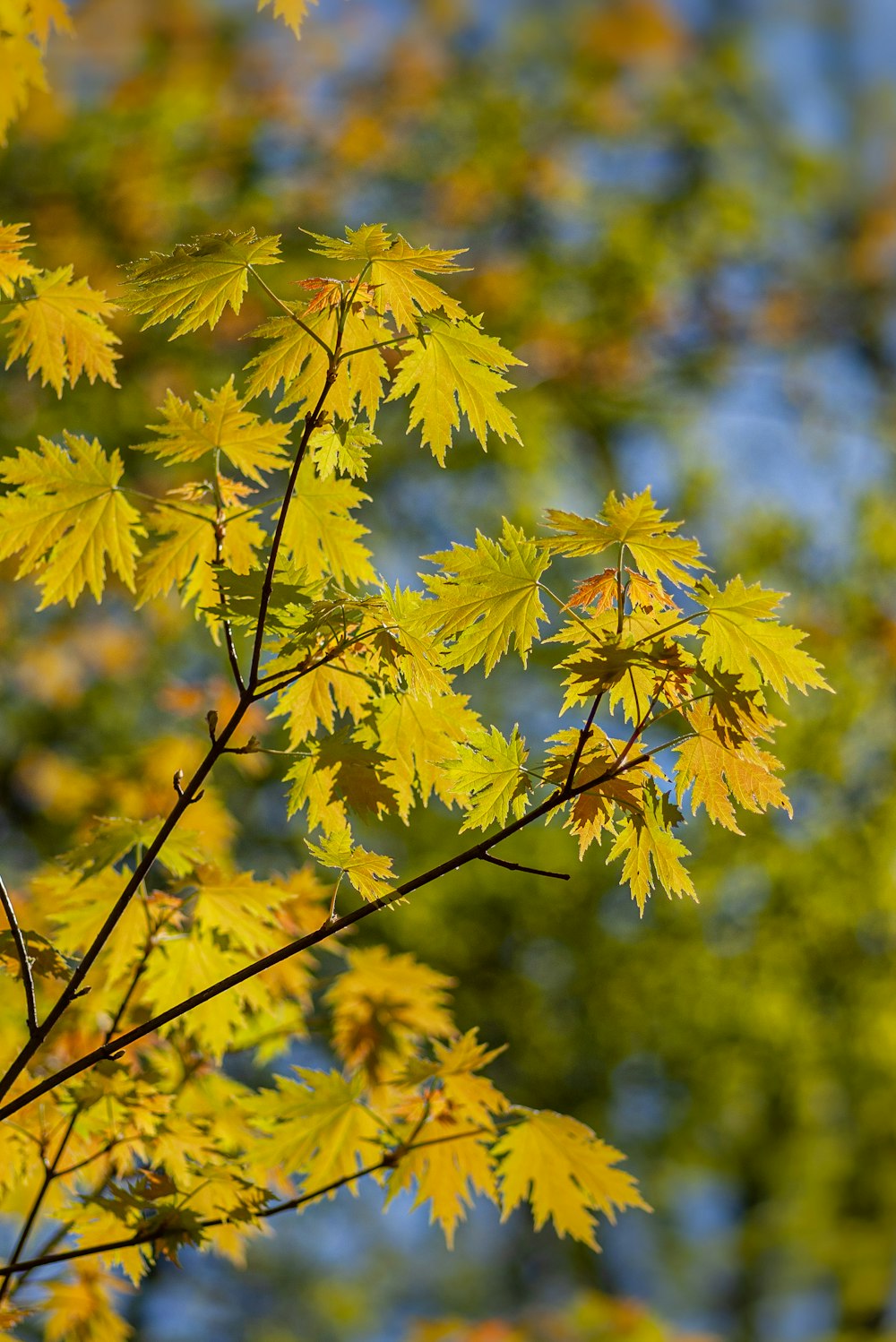 withered leaves