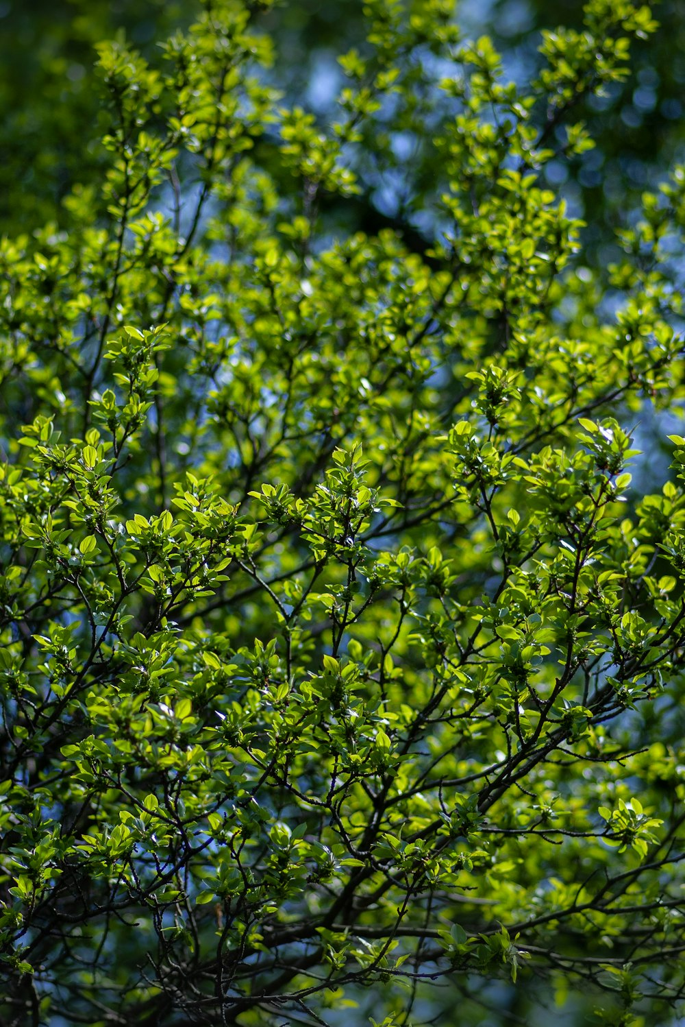 green leaf plant during day