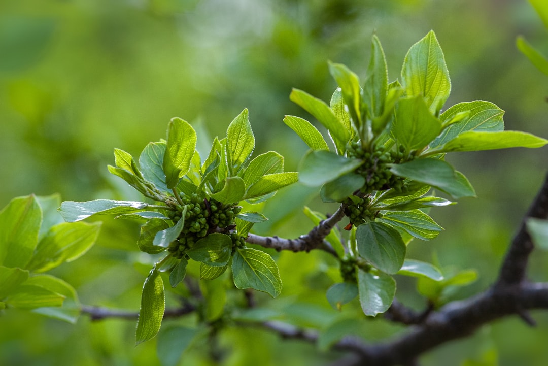 ovate green leaves