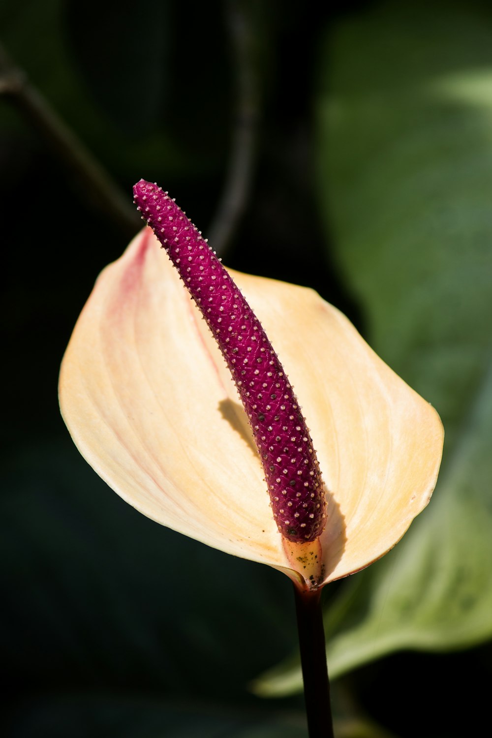 white anthurium