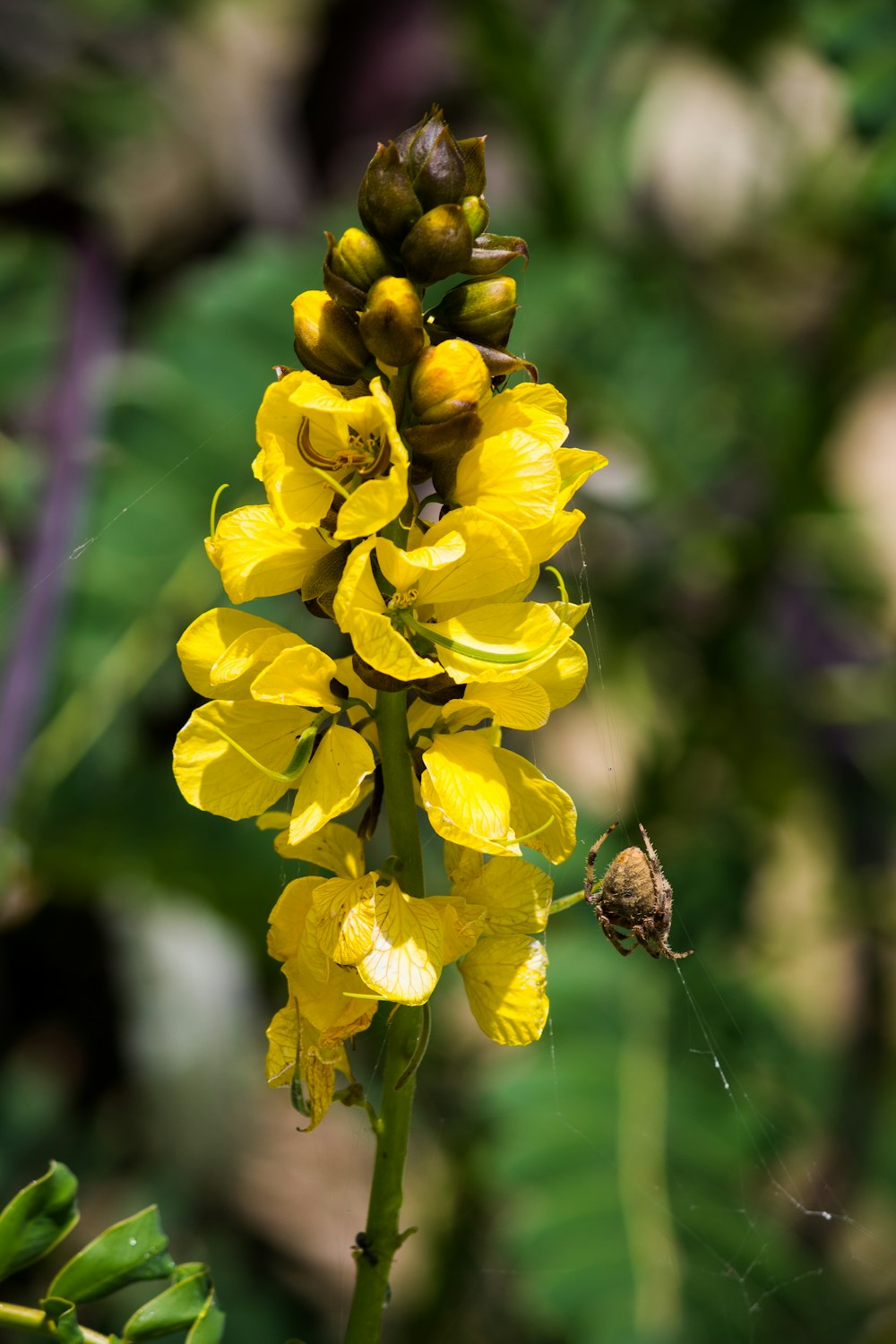brown barn spider near yellow flowers