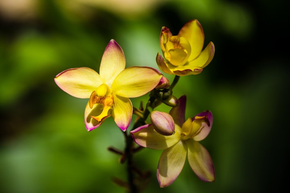 yellow flowers in close-up photography