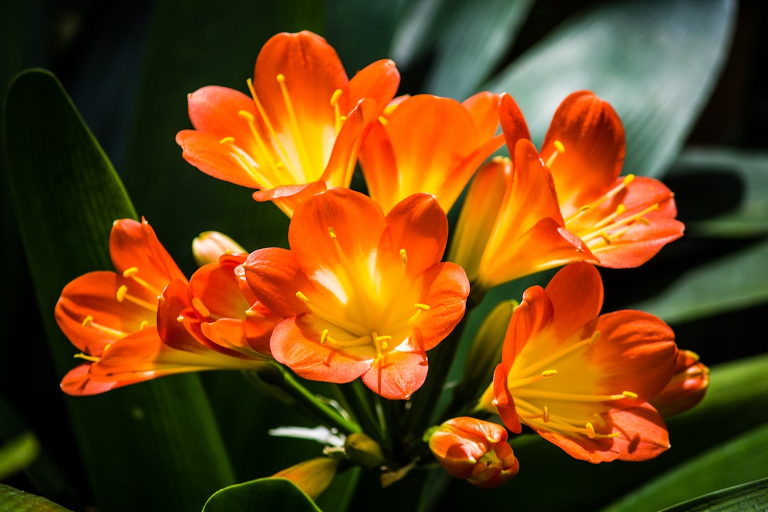 orange petaled flower lot close-up photography