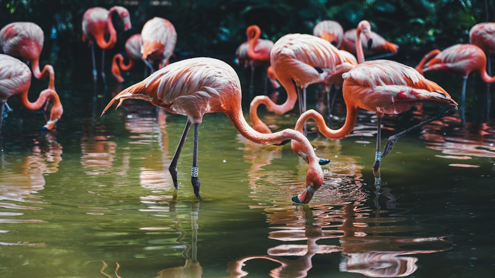 pink flamingos drinking water