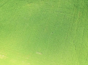 Aerial view of a lush green farm with crops.