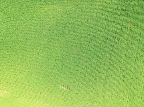 A scenic view of a lush green farm with crops.