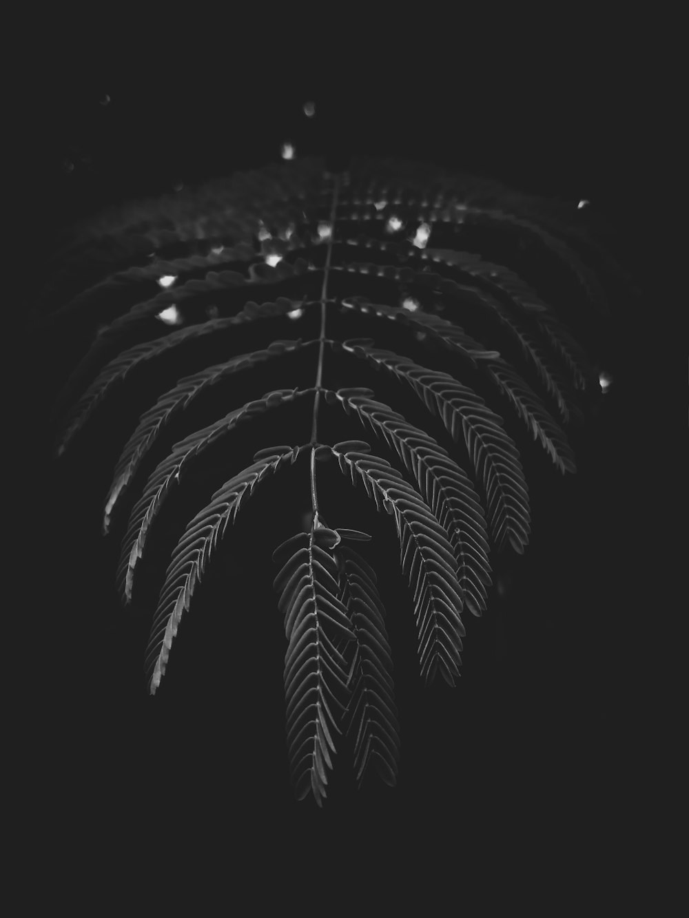 green-leafed plant on dark room