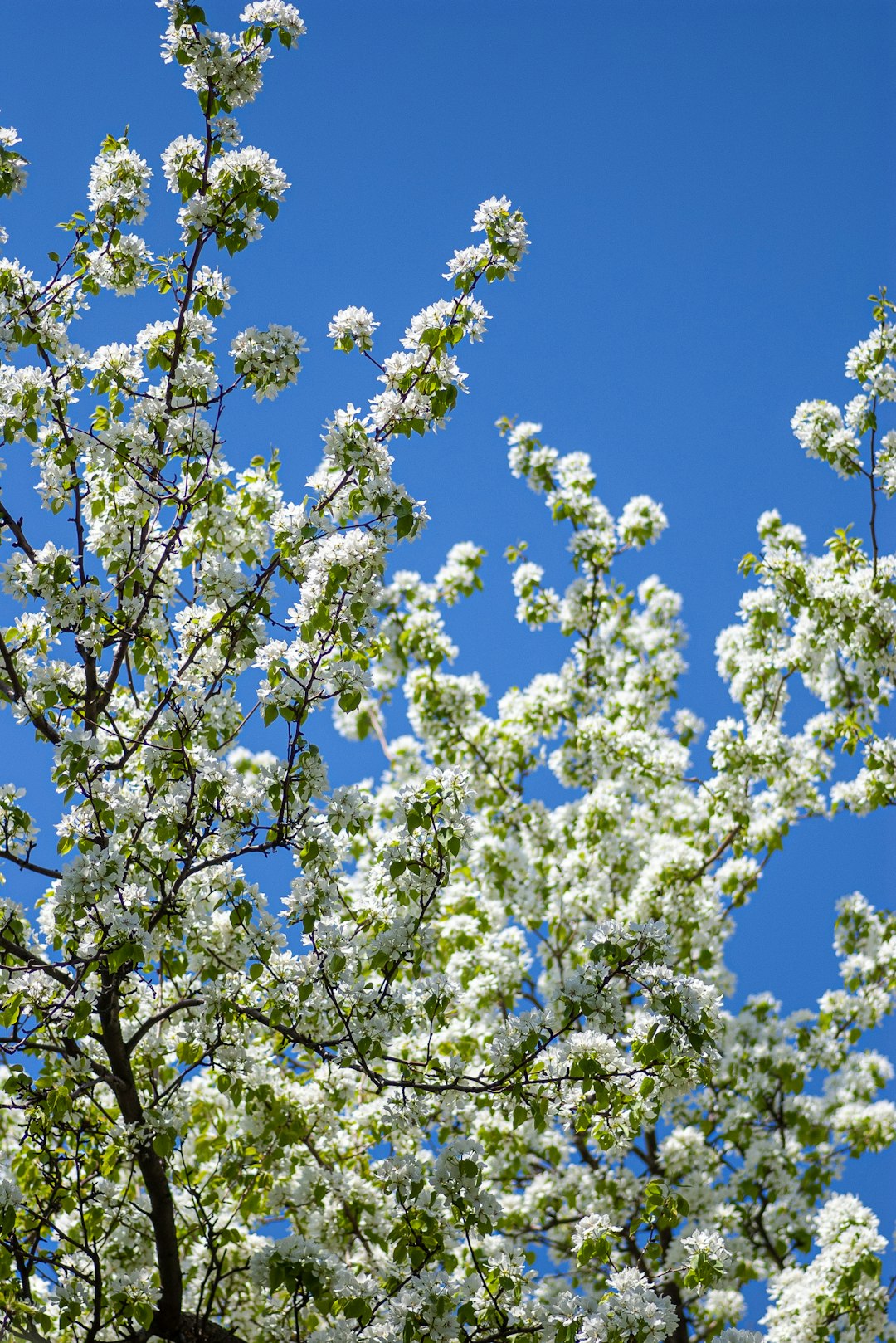 white-petaled flower trees