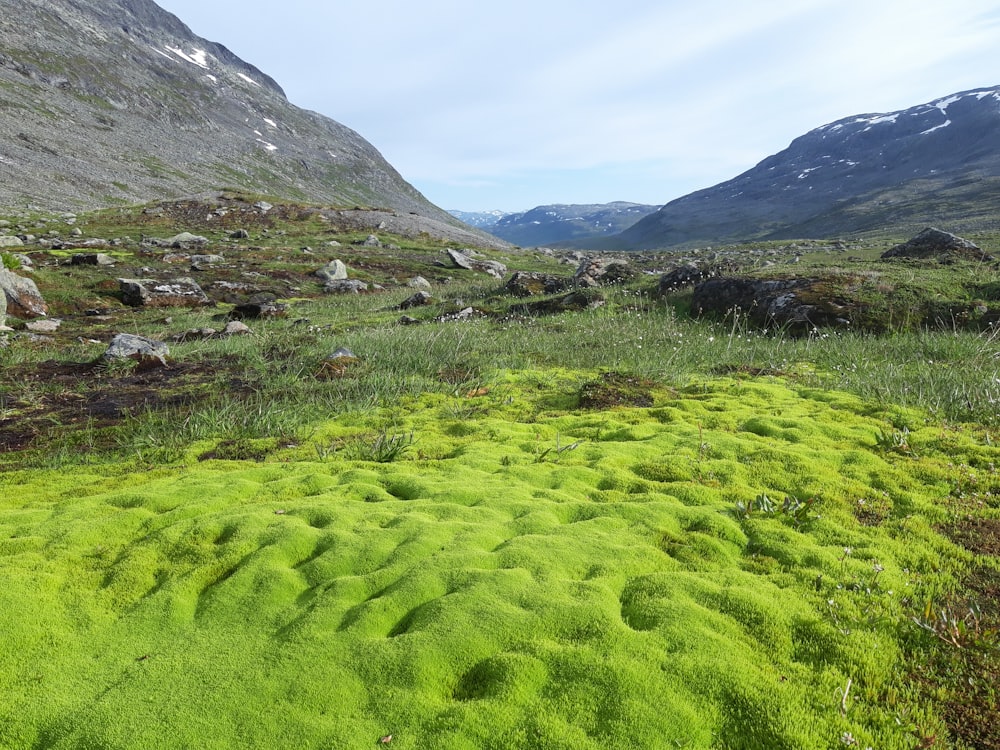 campo di erba verde vicino alla montagna