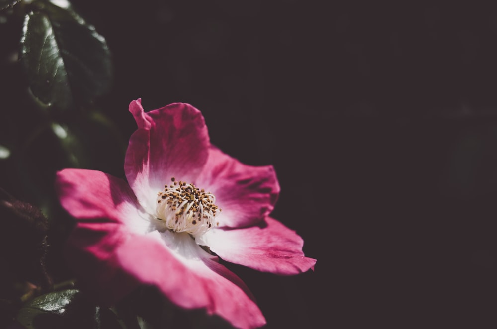 pink flower in bloom