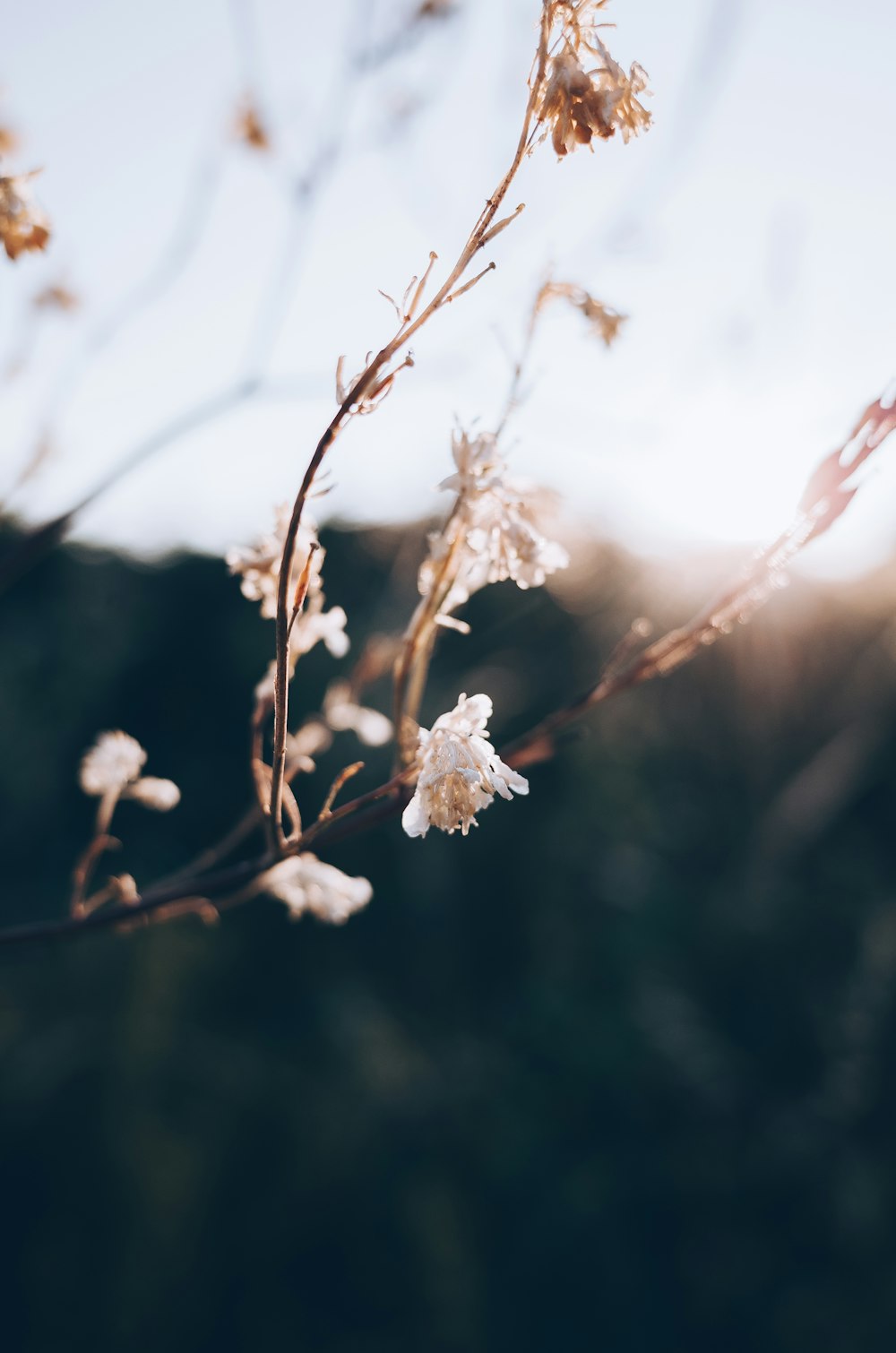 white flower in selective-focus photography