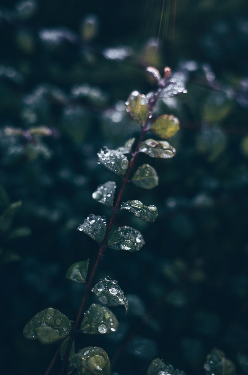 water drops on green leafed plant