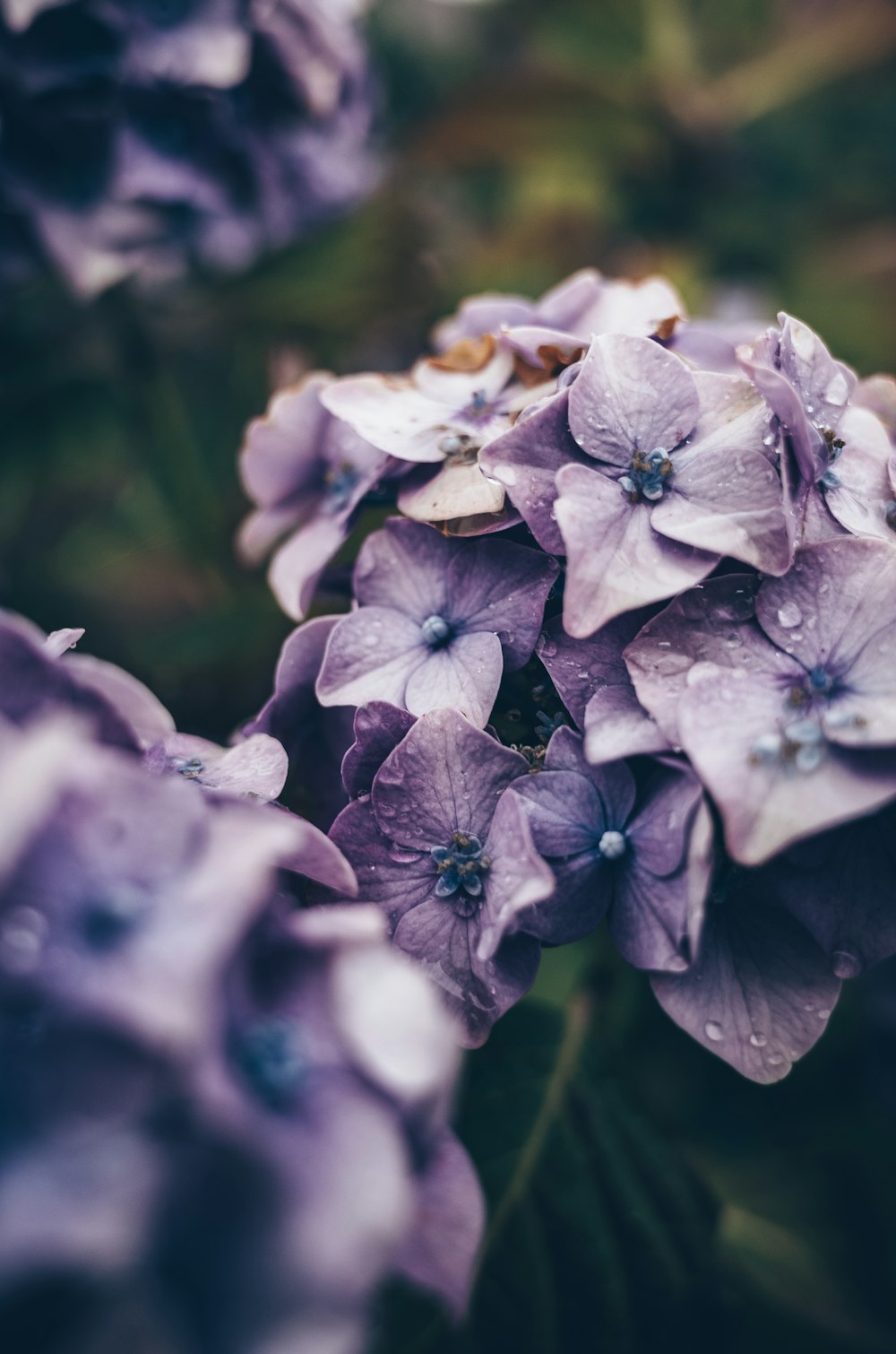 보라색 꽃잎 꽃의 초점 사진