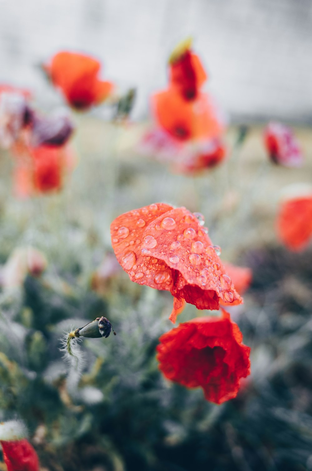 red poppy flowers