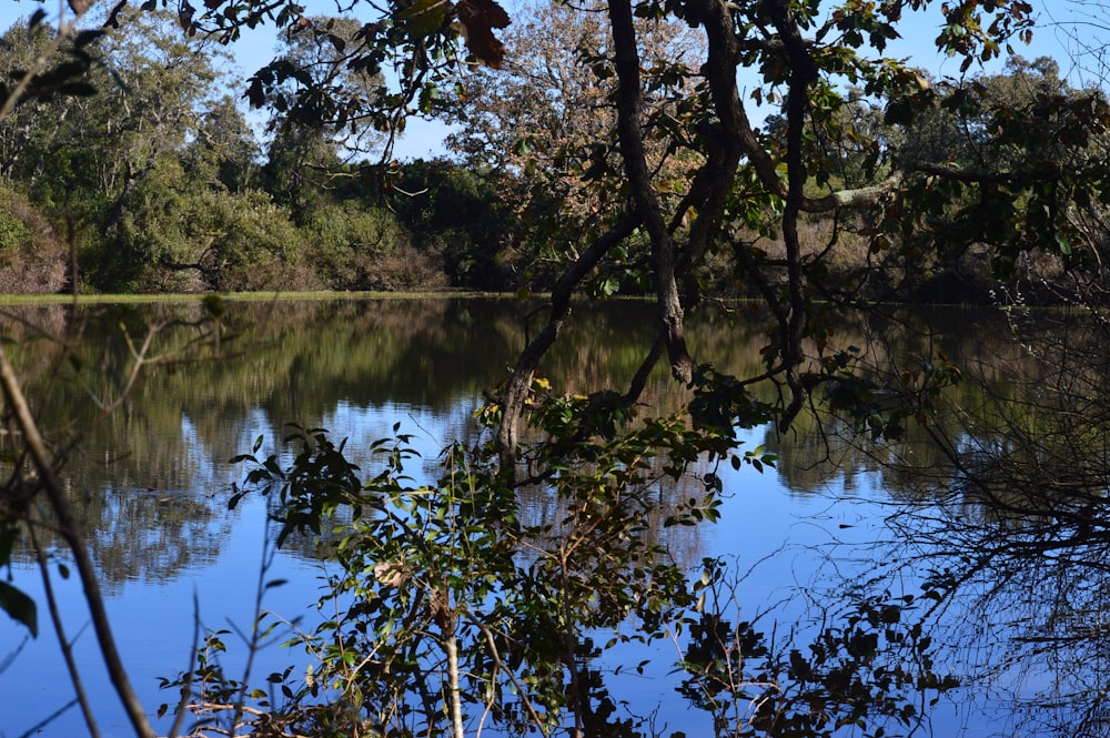 corpo de água perto de árvores verdes durante o dia