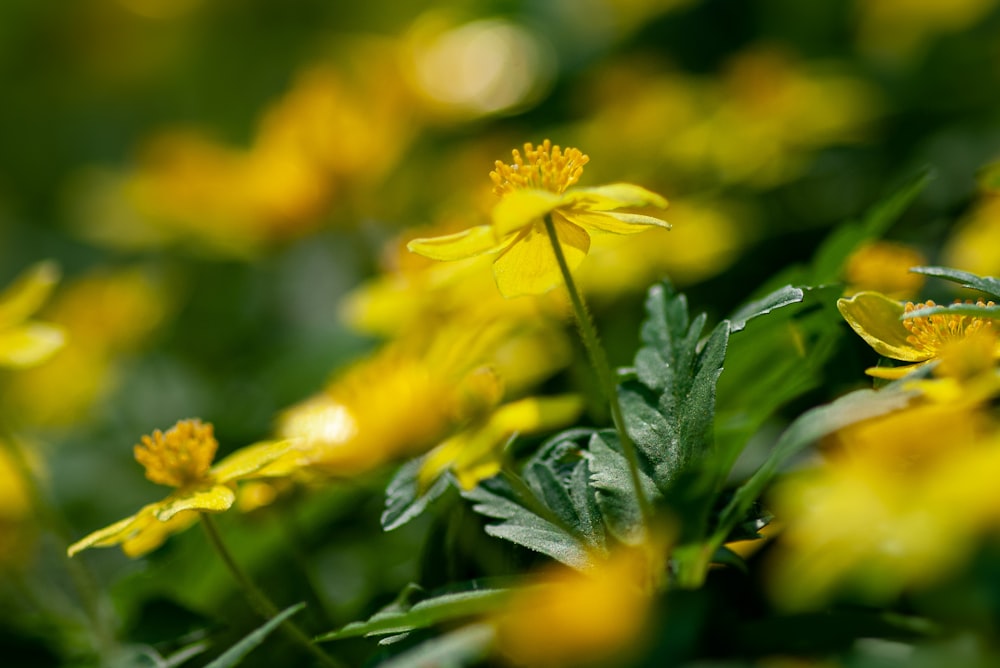 yellow-petaled flower