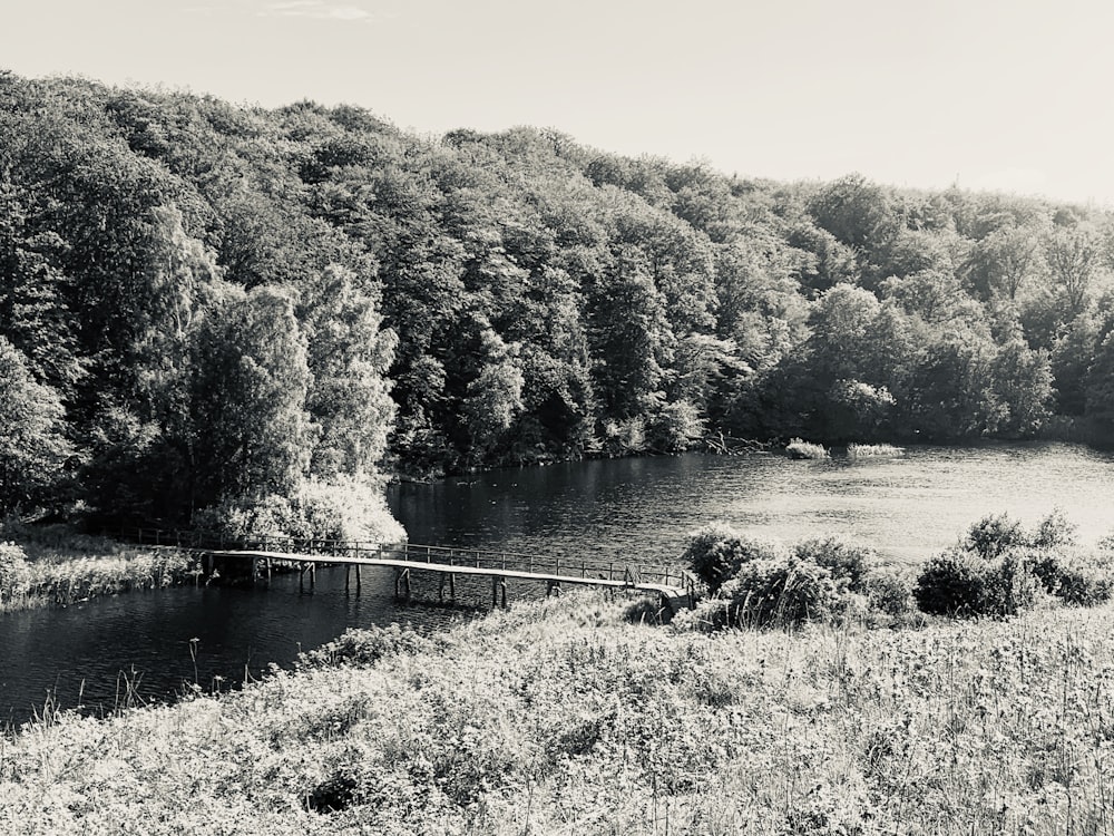 bridge above body of water near trees