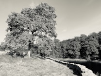 A serene landscape featuring a large tree with dense foliage situated on a grassy area next to a stone wall. A wooden picnic table is placed under the tree, suggesting a spot for relaxation or lunch. In the background, a forest lines the edge of a calm body of water, with a mix of clear sky and some light clouds above.