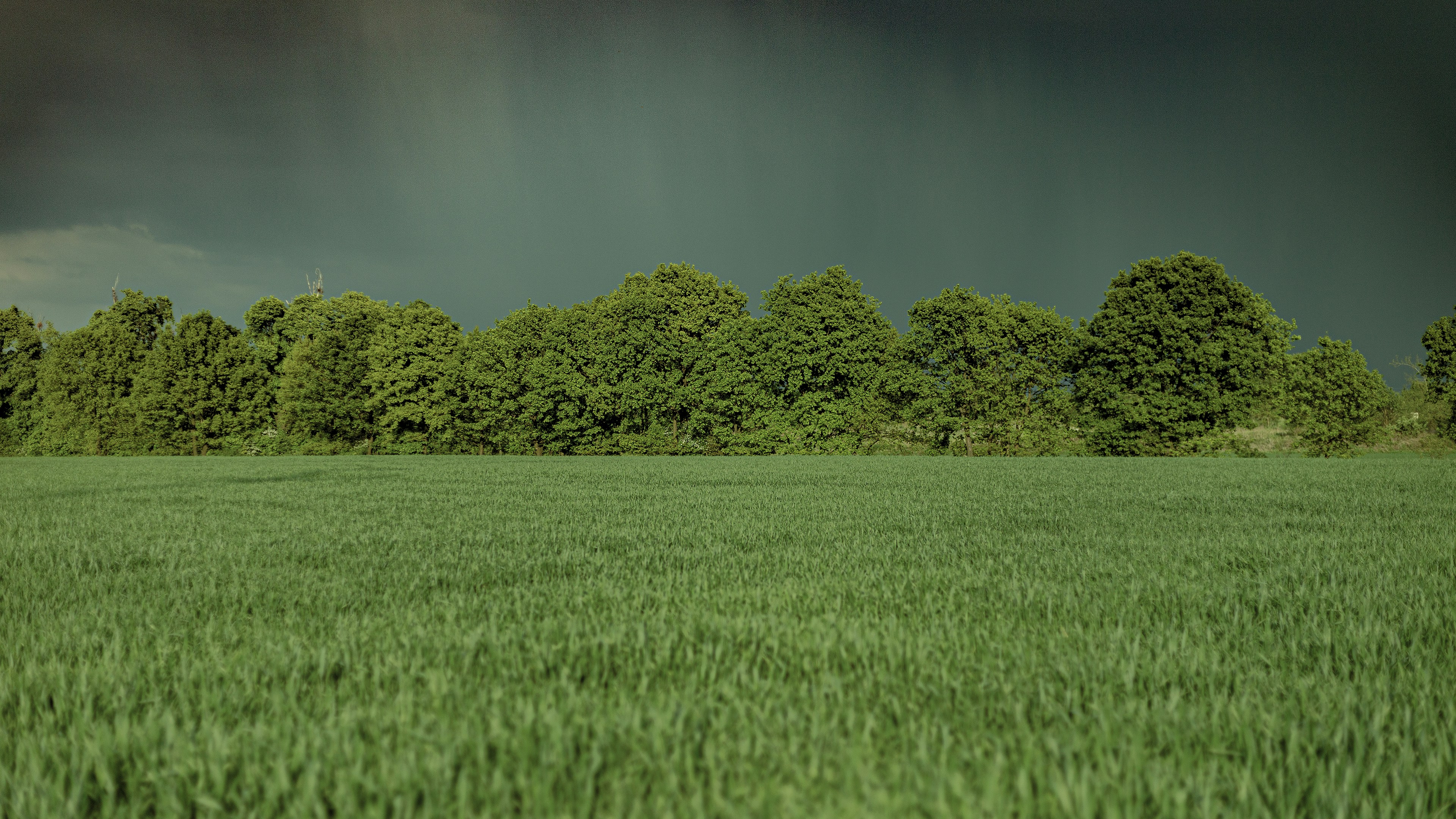 green trees and green grass
