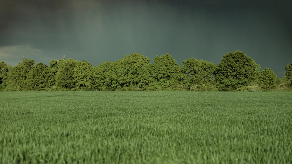 green trees and green grass