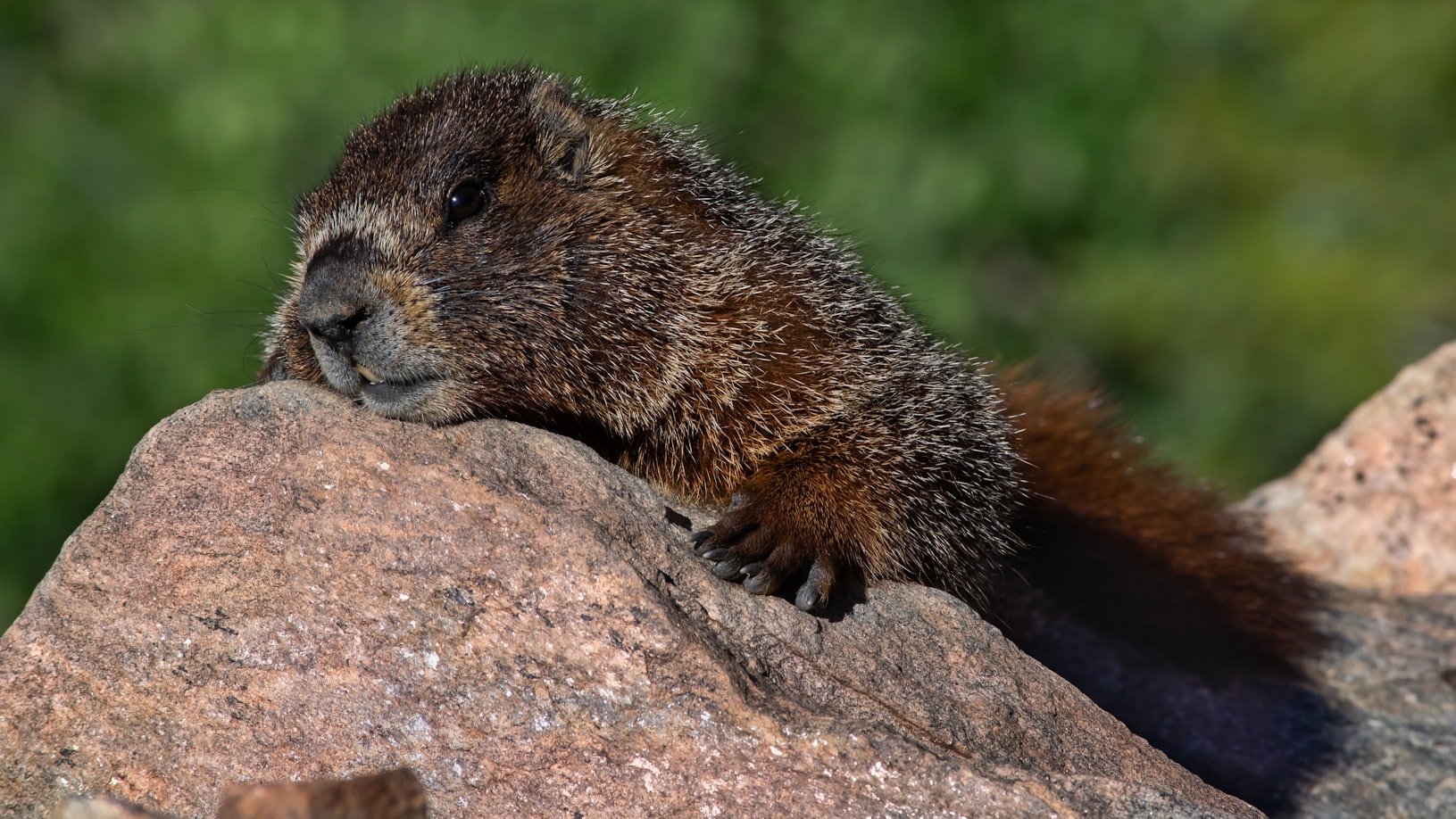 Endangered Marmots