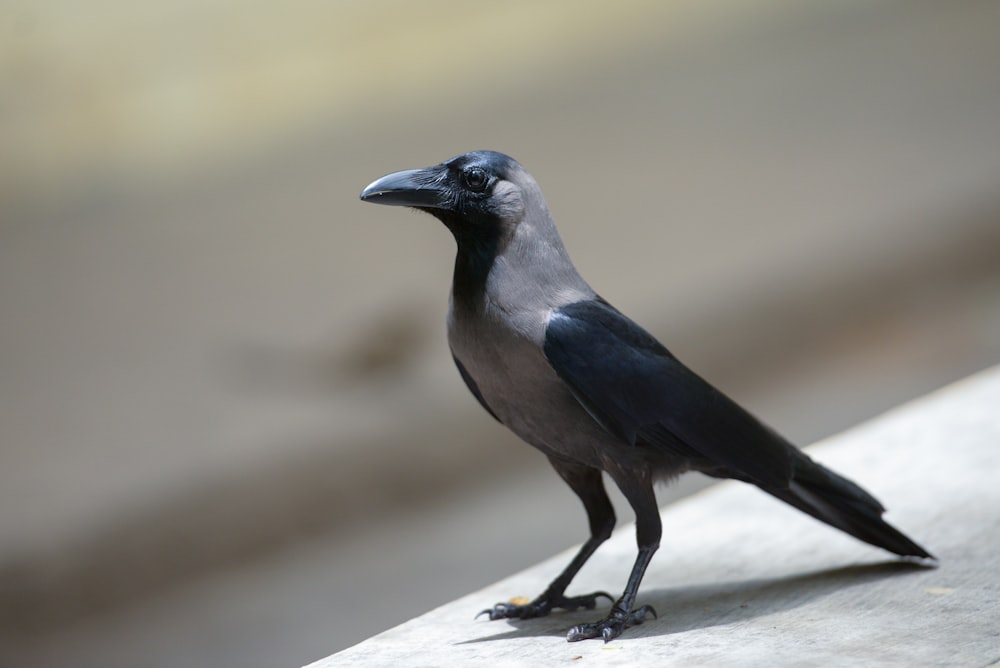 black and grey bird in close-up photography