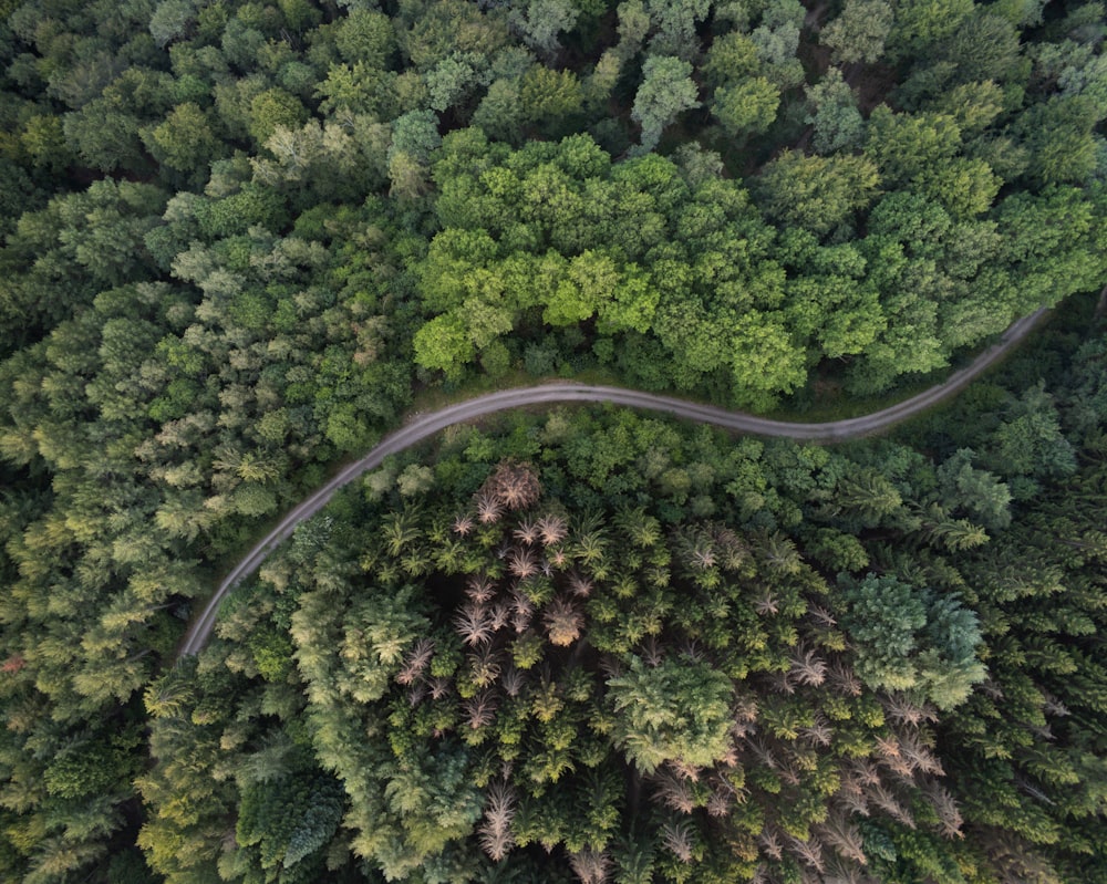 aerial photo of road among green trees