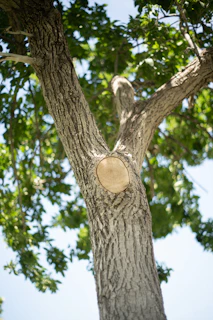 A team member carefully trimming a mature tree with sunlight filtering through the leaves.