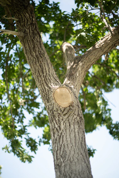 A team member carefully trimming a mature tree with sunlight filtering through the leaves.